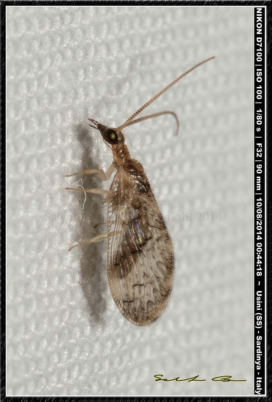 Hemerobiidae?